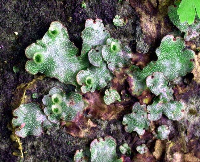 enlarged photo