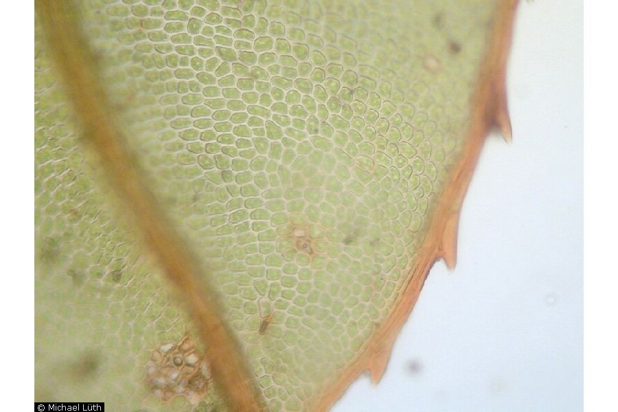 enlarged photo