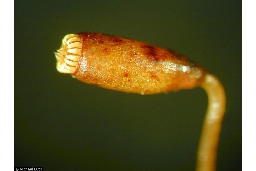 enlarged photo