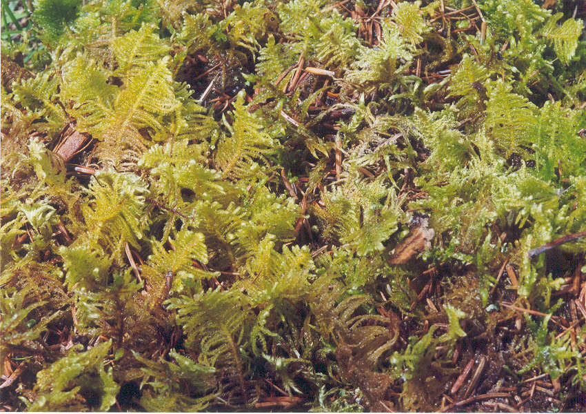 enlarged photo
