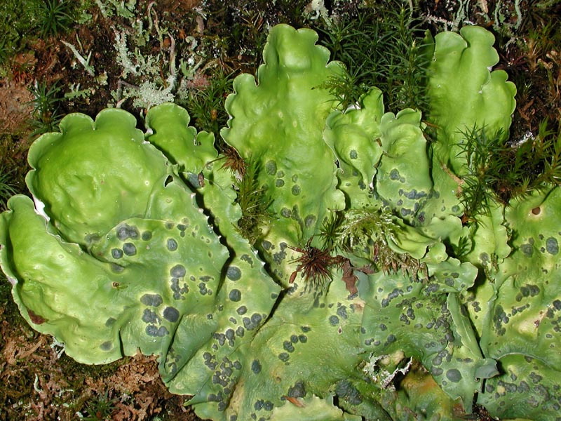 enlarged photo