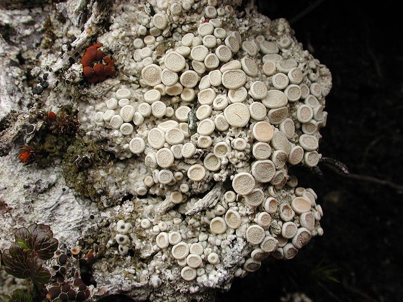 enlarged photo