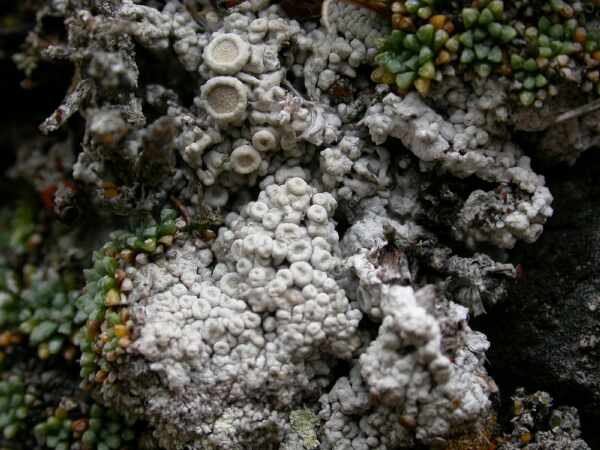 enlarged photo
