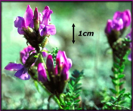 enlarged photo
