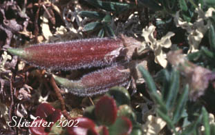 enlarged photo