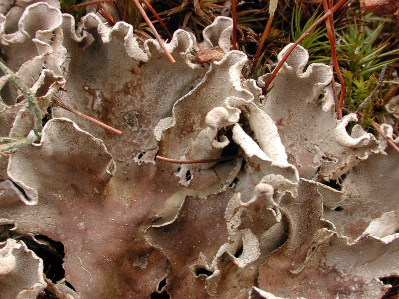 enlarged photo