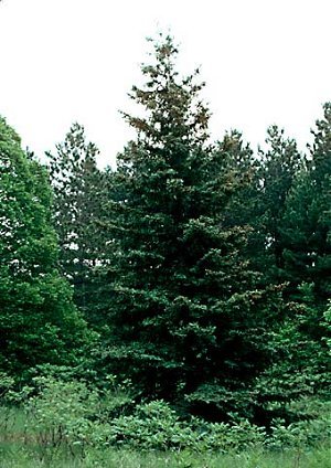 enlarged photo