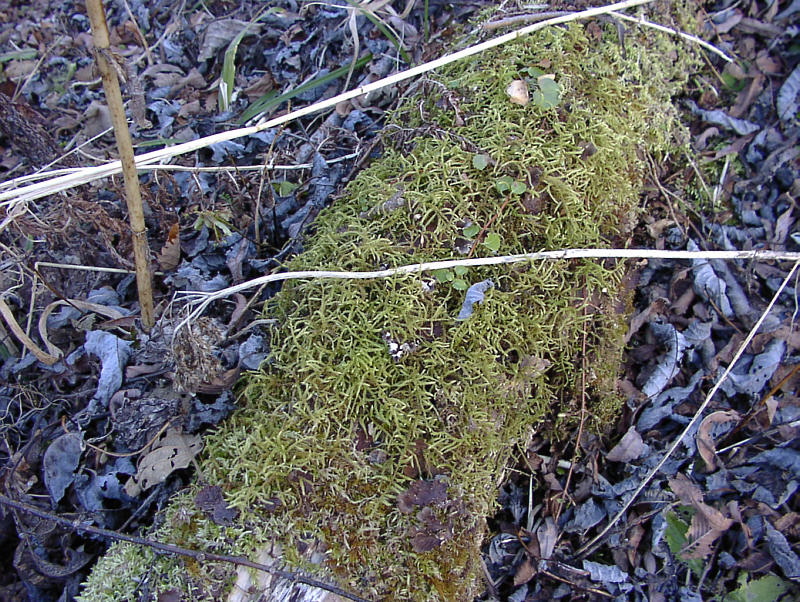 enlarged photo
