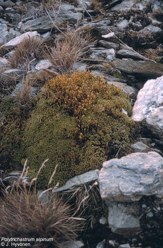 enlarged photo