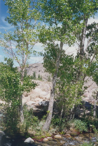 enlarged photo