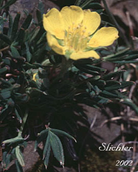 enlarged photo