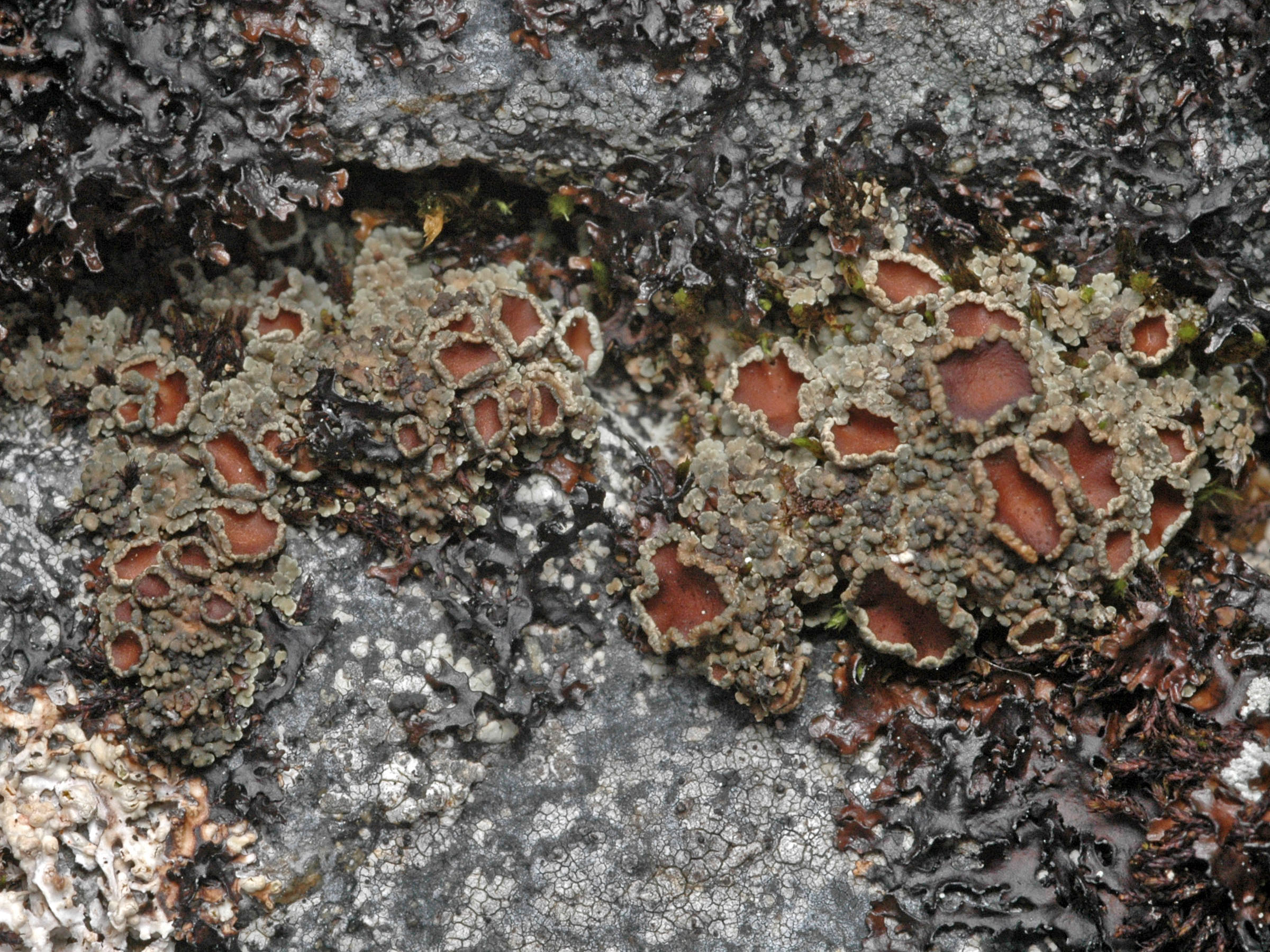 enlarged photo