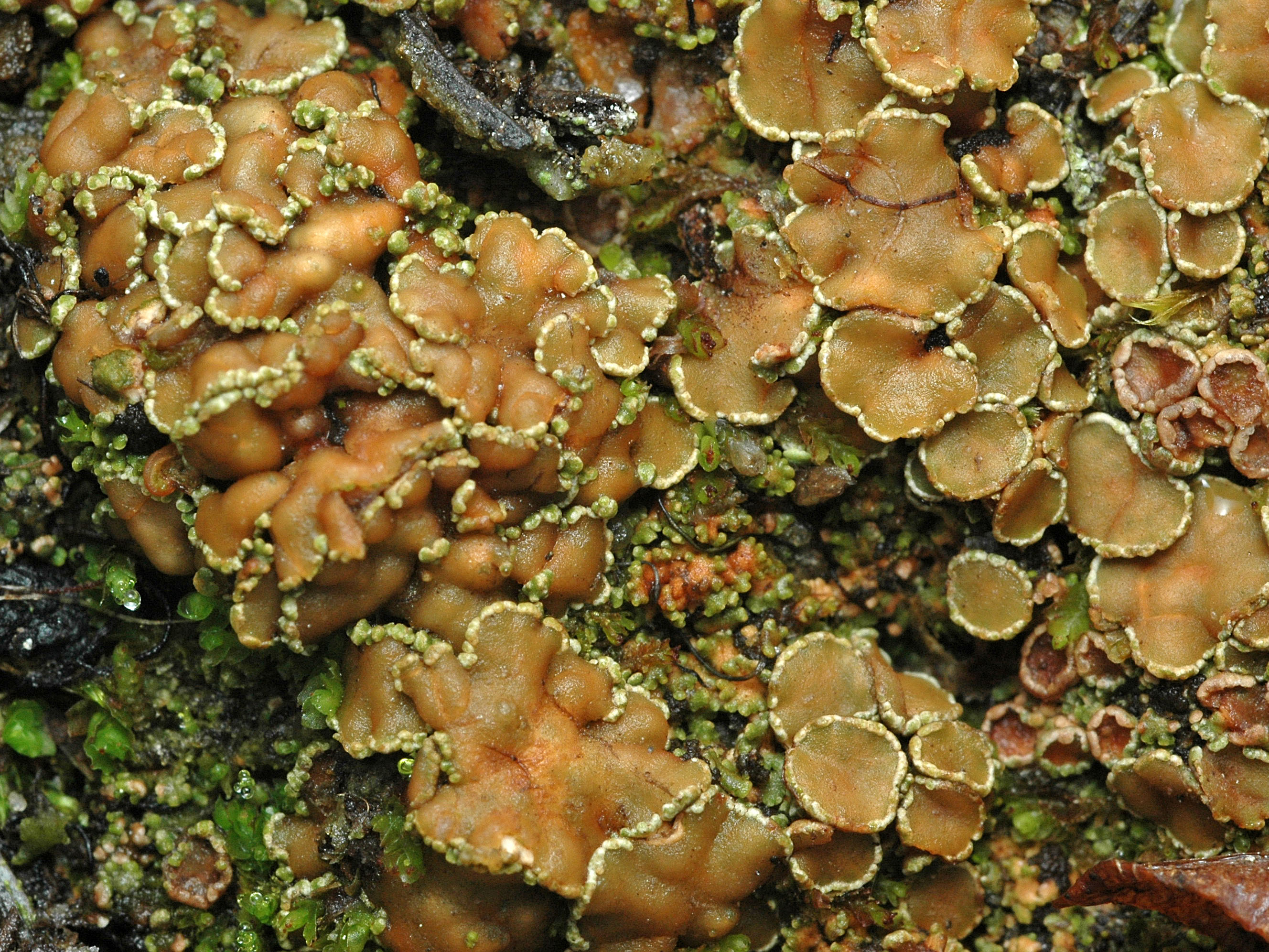 enlarged photo