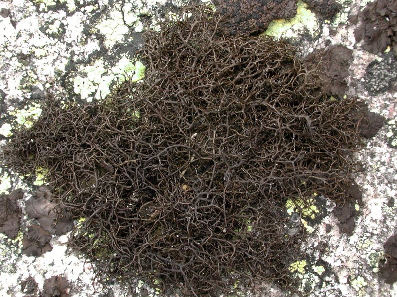 enlarged photo