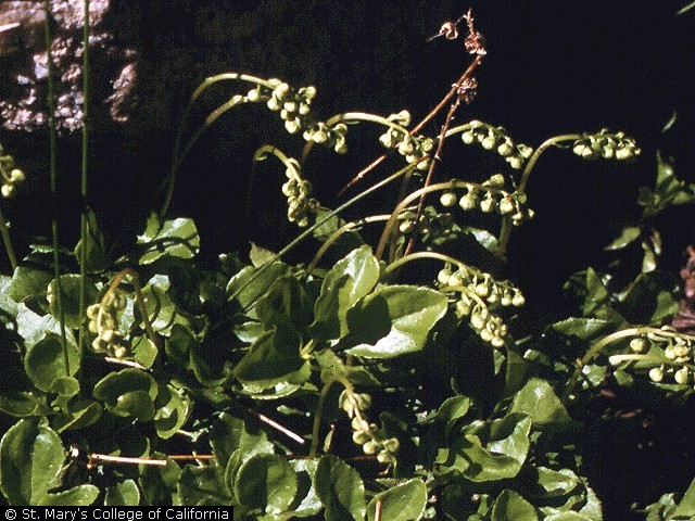 enlarged photo