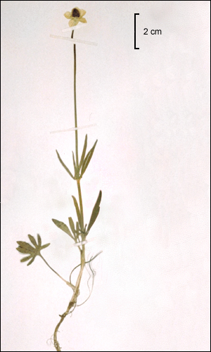 enlarged photo