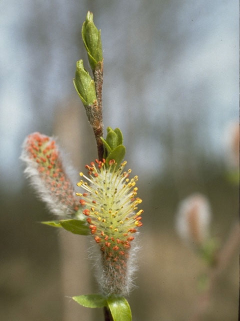 enlarged photo