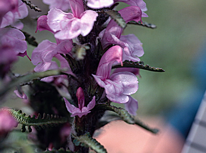 enlarged photo