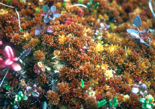 enlarged photo
