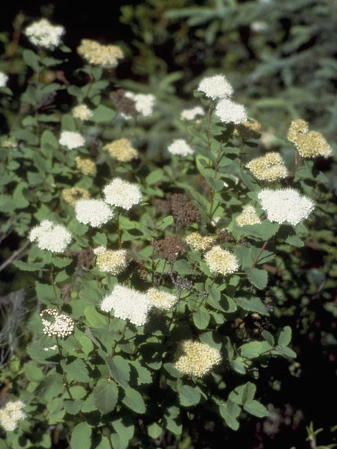 enlarged photo