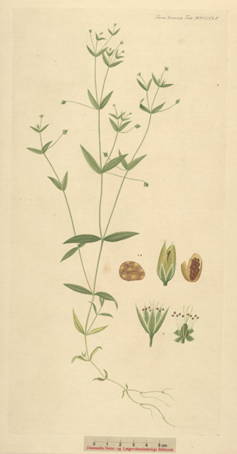 enlarged photo