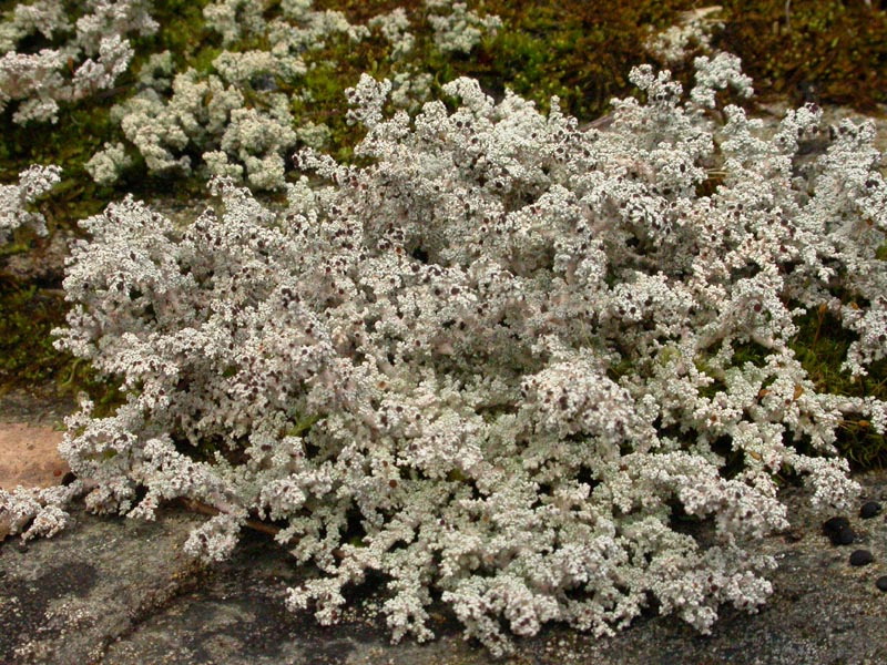 enlarged photo