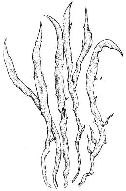 enlarged photo