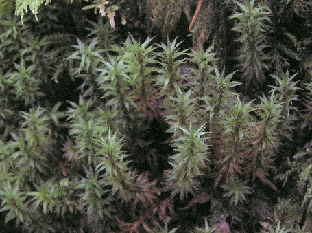 enlarged photo