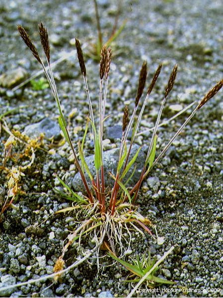 enlarged photo