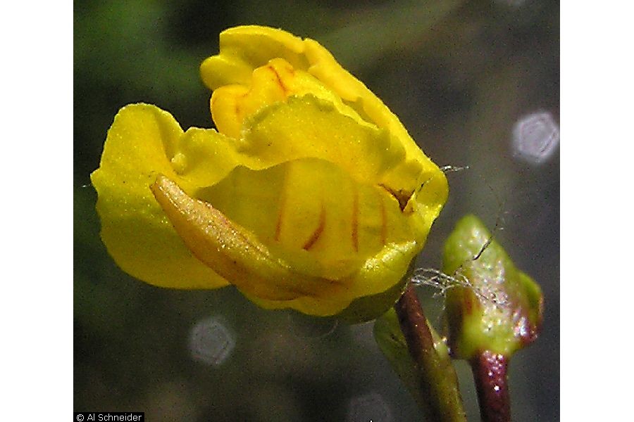 enlarged photo