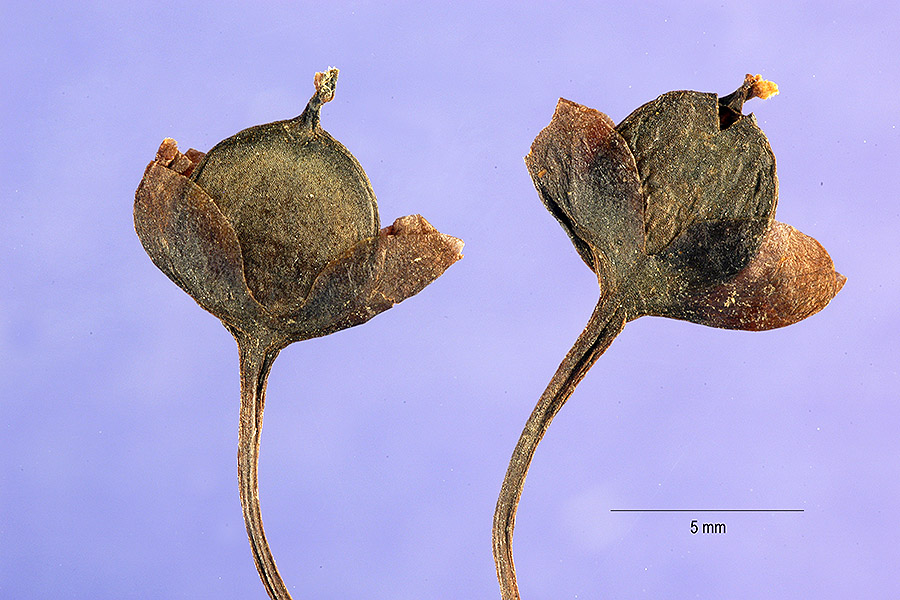 enlarged photo