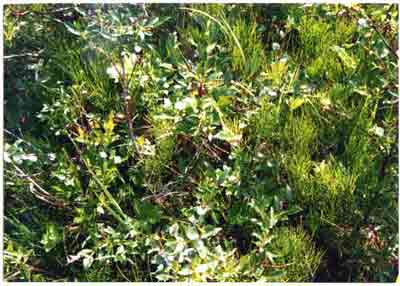 Close-up vegetation photo