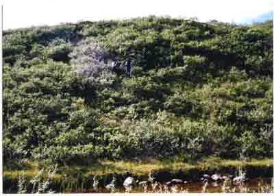 landscape photo