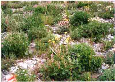 Close-up vegetation photo