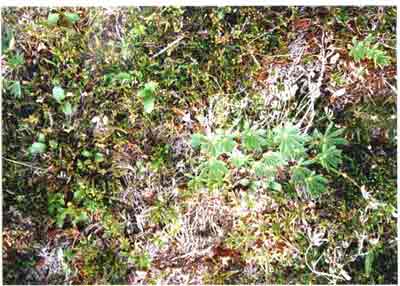 Close-up vegetation photo
