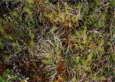 Close-up vegetation photo