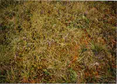 Close-up vegetation photo