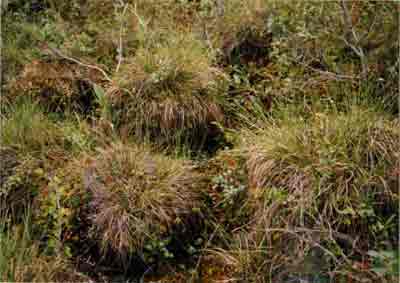 Close-up vegetation photo