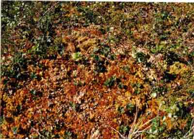 Close-up vegetation photo