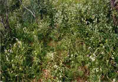 Close-up vegetation photo