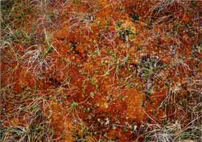 Close-up vegetation photo