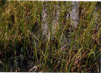 Close-up vegetation photo