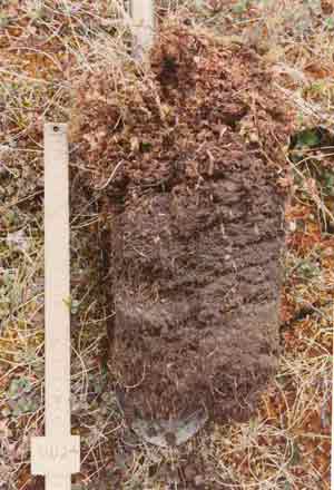soils photo sw-24a