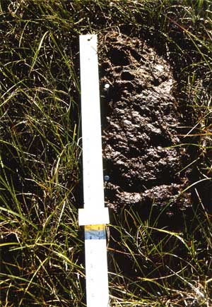 soils photo