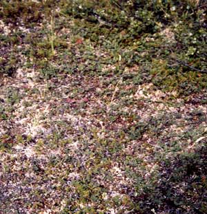 vegetation photo