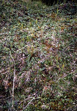 vegetation photo